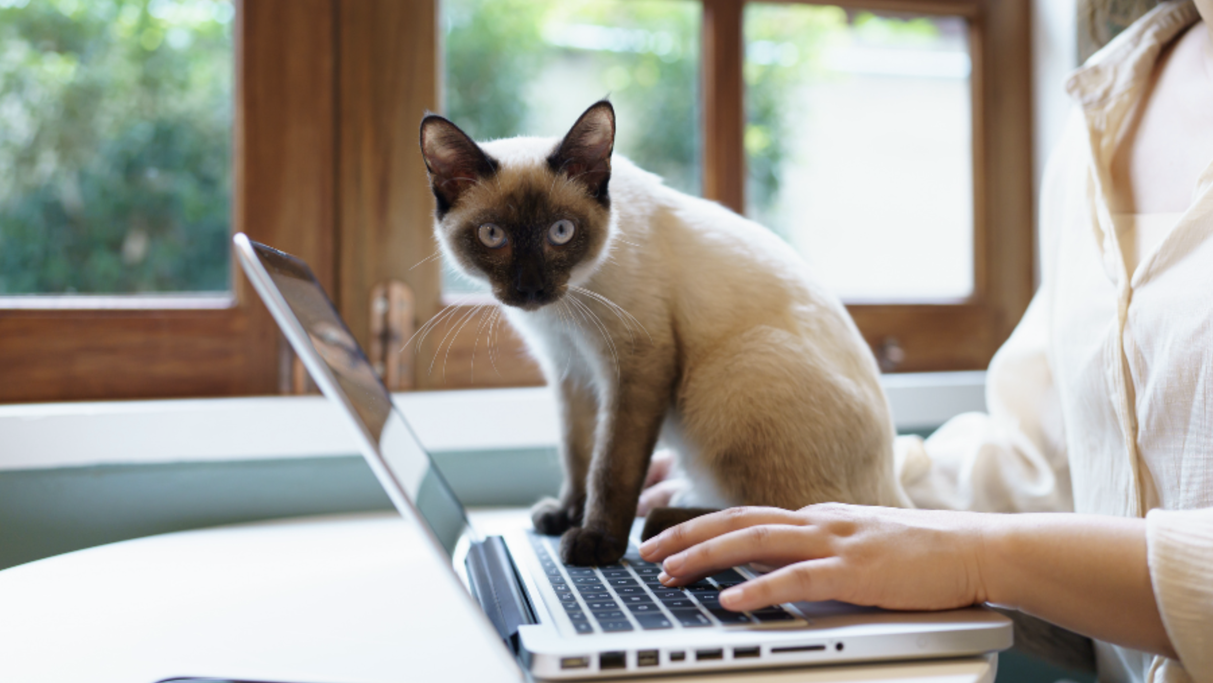 A Siamese cat sits on an open laptop keyboard while a person types.